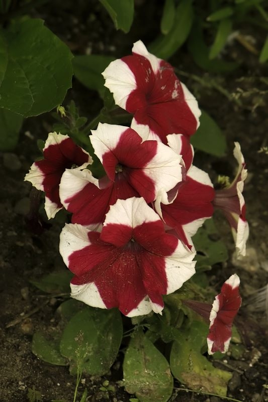 CRW_7108.jpg