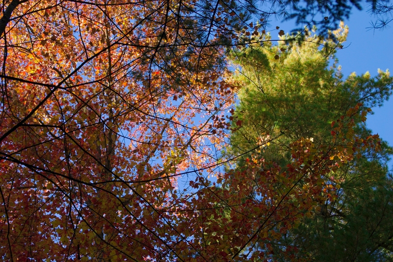 CRW_8347.jpg