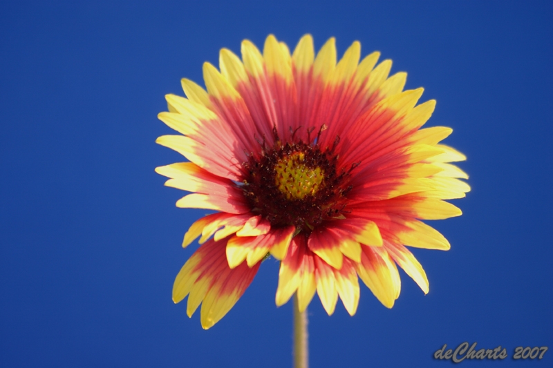 flower_1506.jpg