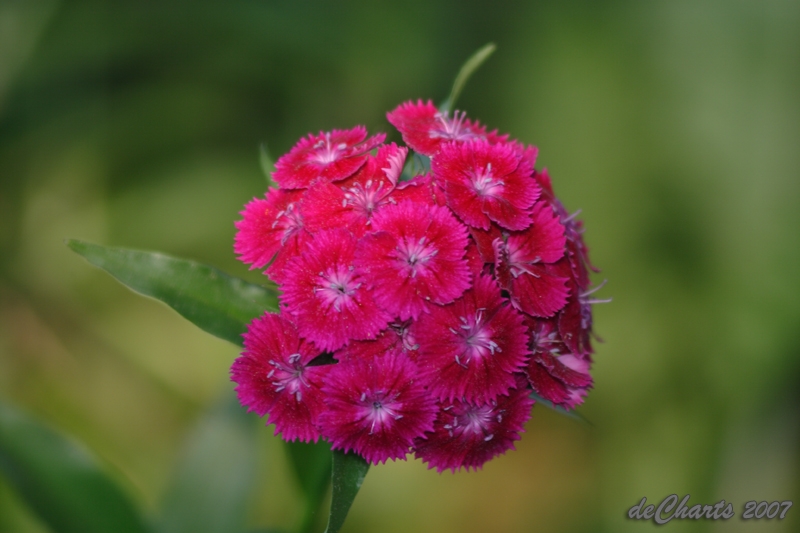 flower_1534.jpg