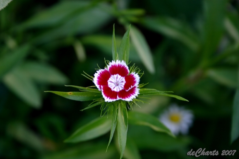 flower_1546.jpg