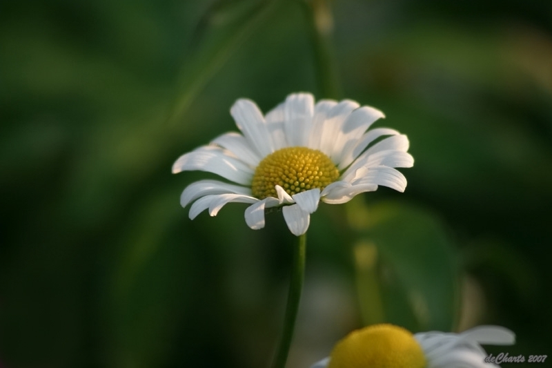 flower_8576.jpg